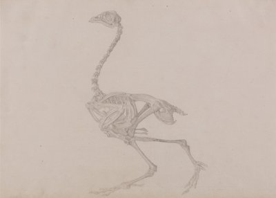Srovnávací anatomický výklad stavby lidského těla s tělem tygra a běžné drůbeže:  (Dokončená studie pro nepublikovanou tabulku) od George Stubbs