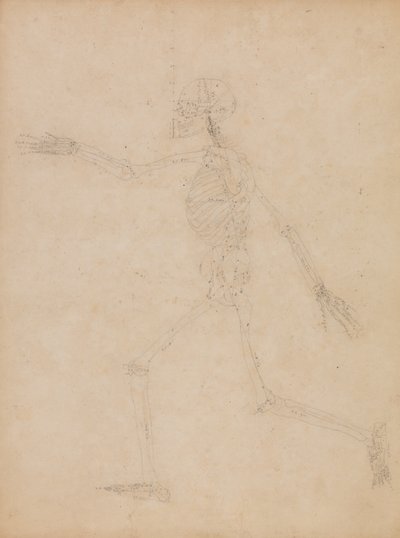 Srovnávací anatomický výklad stavby lidského těla s tělem tygra a běžné drůbeže:  Lidská kostra, boční pohled od George Stubbs