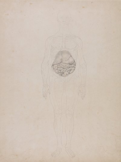 Srovnávací anatomický výklad stavby lidského těla s tělem tygra a běžné drůbeže: Lidská postava, pohled zepředu (obrysová kresba) od George Stubbs
