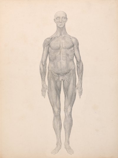 Srovnávací anatomický výklad stavby lidského těla s tělem tygra a běžné drůbeže: (Dokončená studie k tabulce XI) od George Stubbs