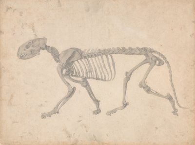 Srovnávací anatomický výklad stavby lidského těla s tělem tygra a běžné drůbeže: (Dokončená studie k tabulce IV) od George Stubbs