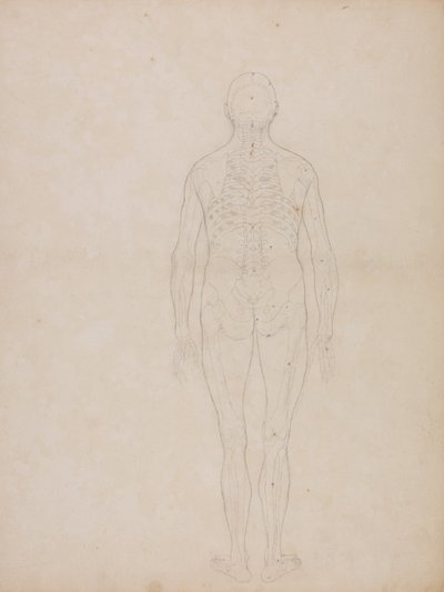 Srovnávací anatomický výklad stavby lidského těla s tělem tygra a běžné drůbeže: Obrázek člověka, pohled zezadu od George Stubbs