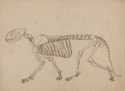 Srovnávací anatomický výklad stavby lidského těla s tělem tygra a běžné drůbeže: (Studie pro klíčový obrázek k tabulce IV) od George Stubbs