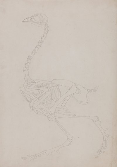 Srovnávací anatomický výklad stavby lidského těla s tělem tygra a běžné drůbeže:  Skelet ptáka, boční pohled od George Stubbs