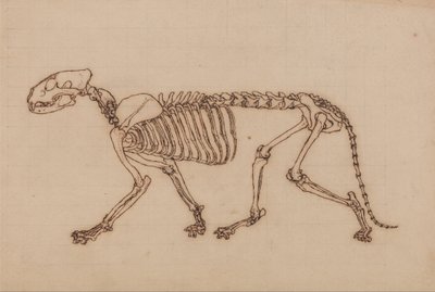 Srovnávací anatomický výklad stavby lidského těla s tělem tygra a běžné drůbeže: Tygří kostra, boční pohled od George Stubbs