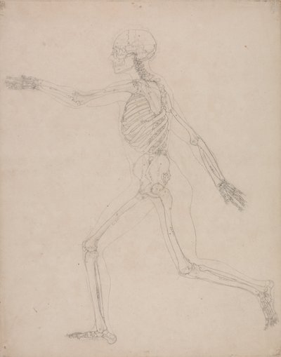Srovnávací anatomický výklad stavby lidského těla s tělem tygra a běžné drůbeže: Lidská kostra, boční pohled od George Stubbs