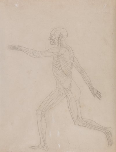 Srovnávací anatomický výklad stavby lidského těla s tělem tygra a běžné drůbeže: Obrázek člověka, boční pohled od George Stubbs