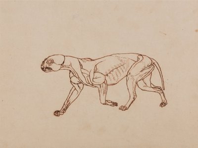 Srovnávací anatomický výklad stavby lidského těla s tělem tygra a běžné drůbeže:  Tělo leoparda, boční pohled od George Stubbs