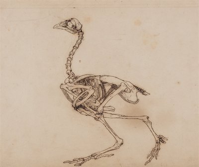Srovnávací anatomický výklad stavby lidského těla s tělem tygra a běžné drůbeže:  (Pravděpodobně připraveno pro nepublikovaný klíčový obrázek) od George Stubbs