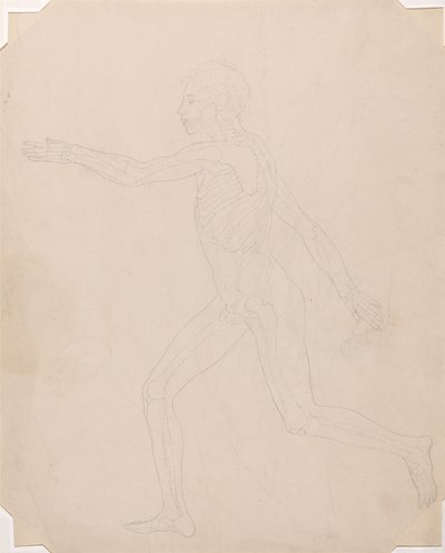 Srovnávací anatomický výklad stavby lidského těla s tělem tygra a běžné drůbeže: Obrázek člověka, boční pohled od George Stubbs