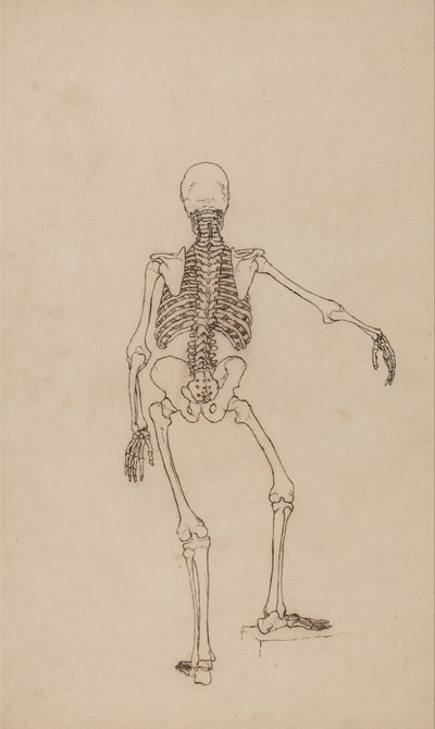 Srovnávací anatomický výklad stavby lidského těla s tělem tygra a běžné drůbeže: Lidská kostra, zadní pohled od George Stubbs