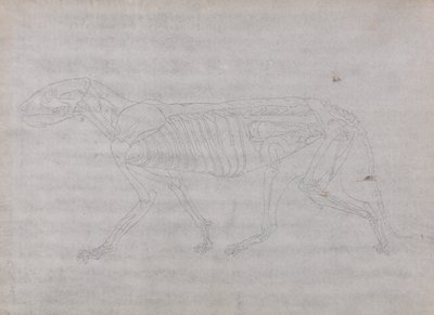 Srovnávací anatomický výklad stavby lidského těla s tělem tygra a běžné drůbeže: Tělo tygra, boční pohled od George Stubbs