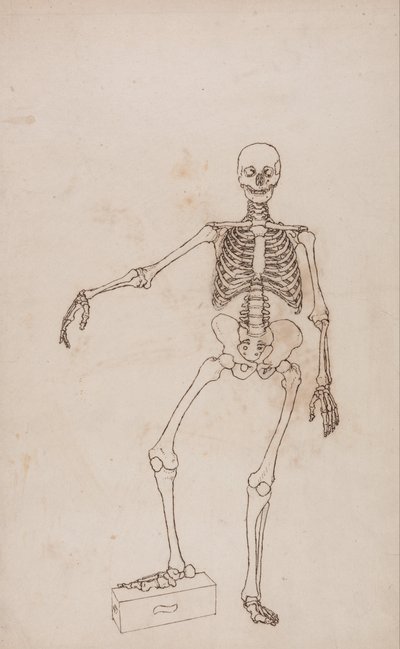 Srovnávací anatomický výklad stavby lidského těla s tělem tygra a běžné drůbeže: Lidská kostra, přední pohled od George Stubbs
