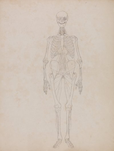 Srovnávací anatomický výklad stavby lidského těla s tělem tygra a běžné drůbeže:  Obrázek člověka, pohled zepředu (náčrt) od George Stubbs