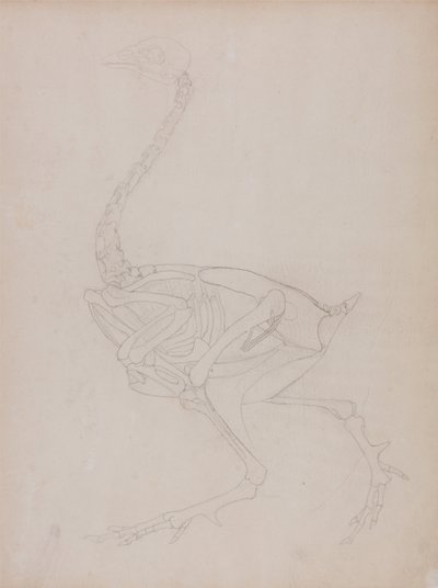 Srovnávací anatomický výklad stavby lidského těla s tělem tygra a běžné drůbeže:  Tělo ptáka, boční pohled od George Stubbs