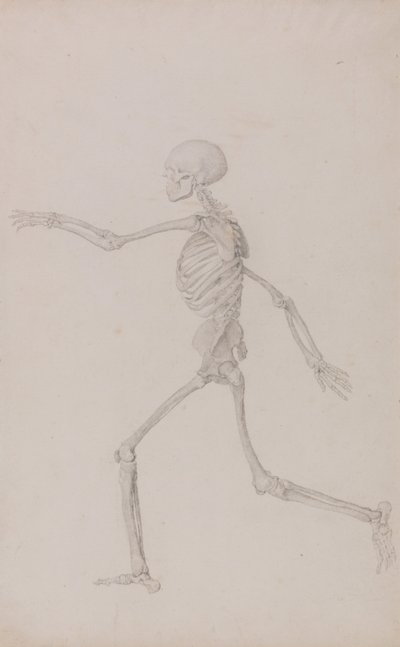 Srovnávací anatomický výklad stavby lidského těla s tělem tygra a běžné drůbeže: (Dokončená studie k tabulce III) od George Stubbs