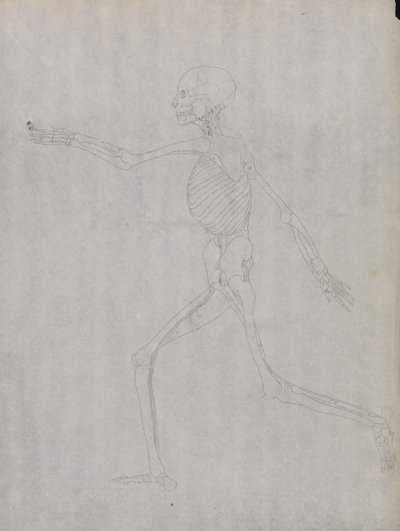 Srovnávací anatomický výklad stavby lidského těla s tělem tygra a běžné drůbeže: Obrázek člověka, boční pohled od George Stubbs
