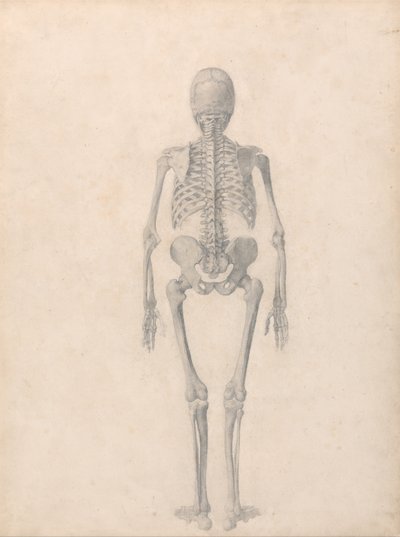 Srovnávací anatomický výklad stavby lidského těla s tělem tygra a běžné drůbeže: (Dokončená studie k tabulce II) od George Stubbs