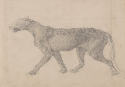 Srovnávací anatomický výklad stavby lidského těla s tělem tygra a běžné drůbeže: (První z devíti kreseb dalšího exempláře tygra) od George Stubbs