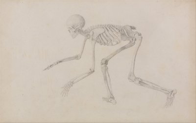 Srovnávací anatomický výklad stavby lidského těla s tělem tygra a běžné drůbeže: Lidská kostra, boční pohled (v plazivé poloze; dokončená studie pro nepublikovanou tabulku) od George Stubbs