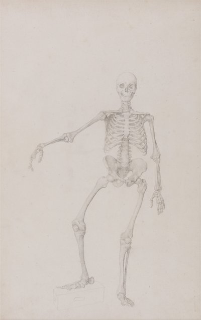 Srovnávací anatomický výklad stavby lidského těla s tělem tygra a běžné drůbeže: Lidská kostra, přední pohled (pravá ruka natažená; dokončená studie pro nepublikovanou tabulku) od George Stubbs