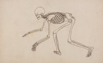 Srovnávací anatomický výklad stavby lidského těla s tělem tygra a běžné drůbeže: Lidská kostra, boční pohled od George Stubbs