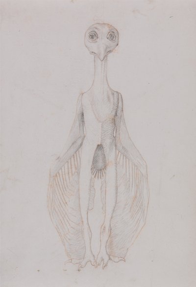 Srovnávací anatomický výklad stavby lidského těla s tělem tygra a běžné drůbeže:  Stojící sova, pohled zepředu od George Stubbs