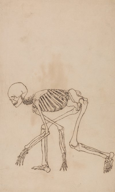 Srovnávací anatomický výklad stavby lidského těla s tělem tygra a běžné drůbeže: Lidská kostra, boční pohled od George Stubbs