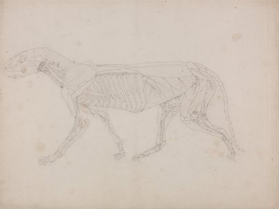 Srovnávací anatomický výklad stavby lidského těla s tělem tygra a běžné drůbeže: Tělo tygra, boční pohled od George Stubbs