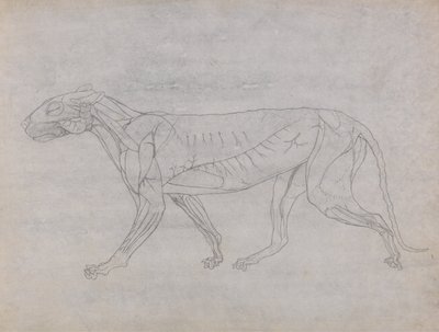 Srovnávací anatomický výklad stavby lidského těla s tělem tygra a běžné drůbeže: Tělo tygra, boční pohled od George Stubbs