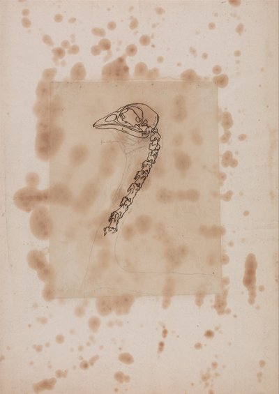 Srovnávací anatomický výklad stavby lidského těla s tělem tygra a běžné drůbeže:  Hlava a krk ptáka, boční pohled od George Stubbs