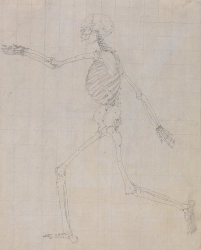 Srovnávací anatomický výklad stavby lidského těla s tělem tygra a běžné drůbeže: (Náčrt kostry pro klíčový obrázek k tabulce III) od George Stubbs