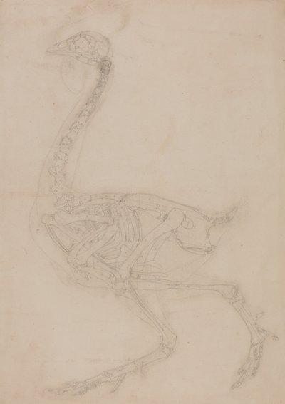 Srovnávací anatomický výklad stavby lidského těla s tělem tygra a běžné drůbeže:  Skelet ptáka, boční pohled od George Stubbs