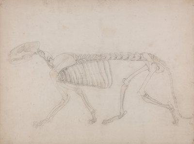 Srovnávací anatomický výklad stavby lidského těla s tělem tygra a běžné drůbeže: Tygří kostra, boční pohled od George Stubbs