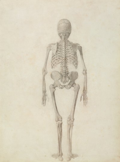 Srovnávací anatomická expozice stavby lidského těla se stavbou tygra a drůbeže: Lidská kostra, pohled zezadu od George Stubbs