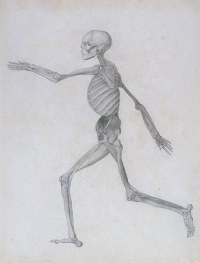 Srovnávací anatomická expozice stavby lidského těla se stavbou tygra a slepice obecné: Lidská postava, boční pohled, 1795-1806 od George Stubbs