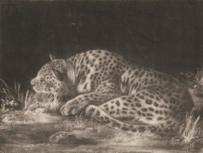 Tyger (spící leopard) od George Stubbs