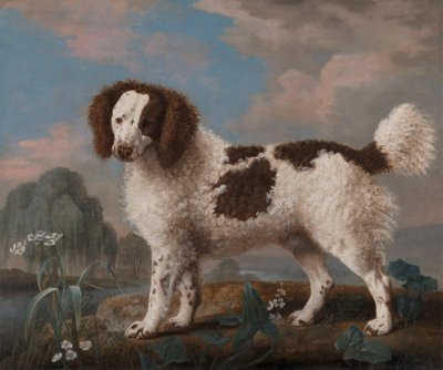 Hnědobílý Norfolk nebo vodní španěl od George Stubbs