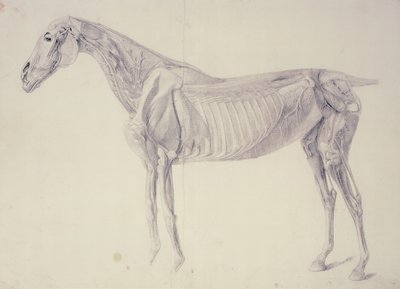 Diagram z The Anatomy of the Horse od George Stubbs