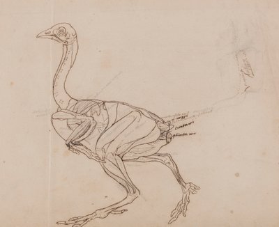 Tělo slepice dorking, boční pohled (nákres svalů) od George Stubbs