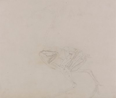 Dorking Hen Body, Lateral View (Studie svalů těla a končetin v pozdější fázi pitvy) od George Stubbs
