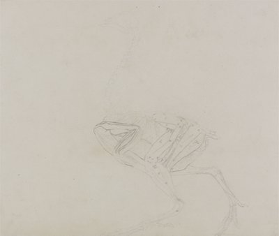 Tělo slepice dorking, boční pohled, ze srovnávací anatomické expozice stavby lidského těla se stavbou tygra a kura obecného, 1795-1806 (grafit na tenkém tkaném papíru) od George Stubbs
