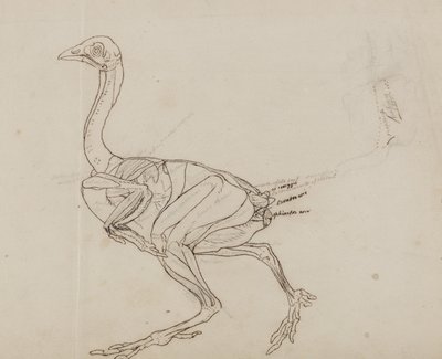 Tělo dorkingové slepice, boční pohled, z „Srovnávací anatomické expozice stavby lidského těla s tygrem a drůbeží“ od George Stubbs