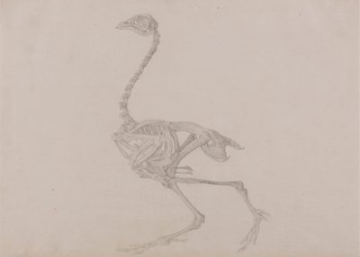 Skeleton dorkingské slepice, boční pohled (Dokončená studie pro nepublikovaný stůl) od George Stubbs