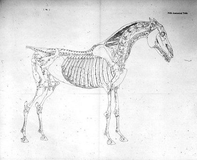 Pátá anatomická tabulka, z 