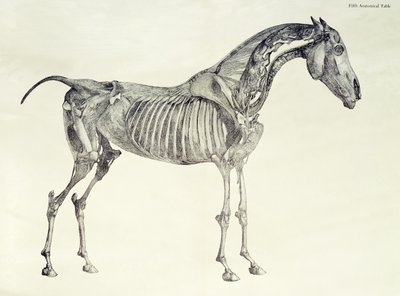 Pátý anatomický stůl z „Anatomie koně“ od George Stubbs