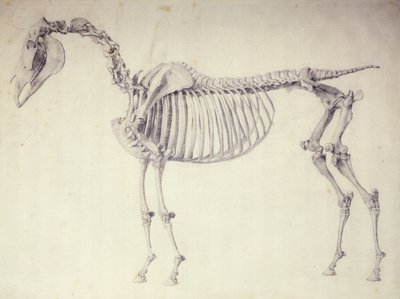 Pátý anatomický stůl z „Anatomie koně“ od George Stubbs