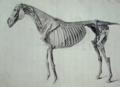 Dokončená studie pro pátý anatomický stůl koně (grafit na papíře) od George Stubbs