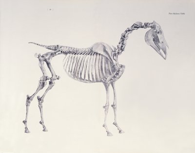 První Skeleton Table, z 