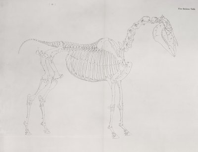 První tabulka kostry z knihy "Anatomie koně od George Stubbs